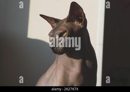 Chat sphynx gris. animal domestique. animal adorable Banque D'Images