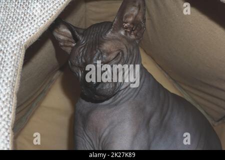 Chat sphynx gris. animal domestique. animal adorable Banque D'Images