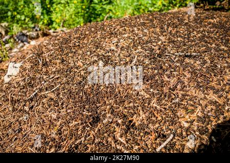 Anthill en forêt. Gros plan Banque D'Images