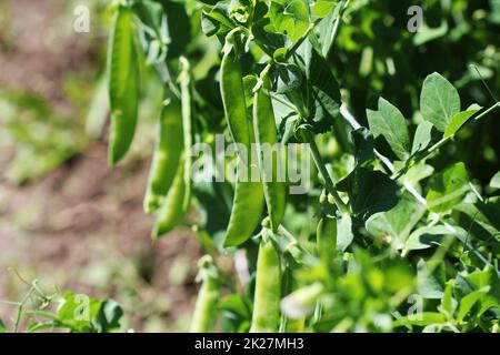 Les gousses de pois vert sur champ agricole. Arrière-plan de jardinage de plantes vertes Banque D'Images