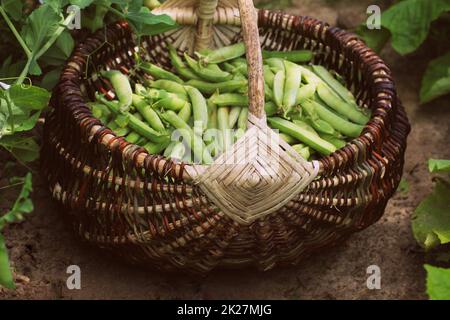 La récolte des pois vert frais et légumes en panier . Les gousses de pois vert sur champ agricole. Arrière-plan de jardinage de plantes vertes Banque D'Images