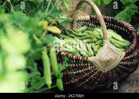 La récolte des pois vert frais et légumes en panier . Les gousses de pois vert sur champ agricole. Arrière-plan de jardinage de plantes vertes Banque D'Images