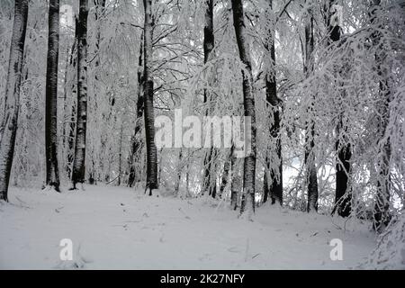 Arbres sombres enneigés dans la forêt Banque D'Images