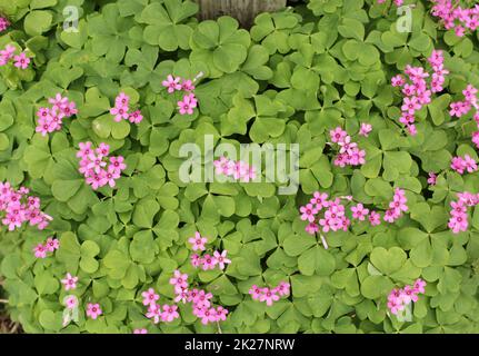 Oxalis Sorrel de bois avec des fleurs roses dans le jardin Banque D'Images