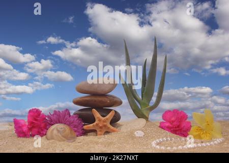 Plante de Vera d'aloès avec fleurs et coquillages de mer sur le sable Banque D'Images