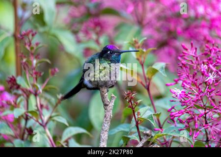 Colibri à tête violette (Klais guimeti), San Gerardo de Dota, Costa Rica. Banque D'Images