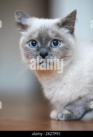 Chat gris plus âgé avec yeux bleu perçant, assis sur un plancher en bois, faible profondeur de champ photo Banque D'Images