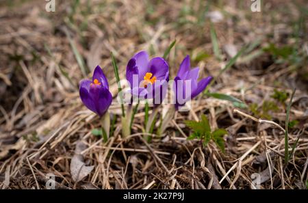 Iris violet et jaune sauvage Crocus heuffelianus fleurs croissant à l'ombre, herbe sèche et feuilles autour Banque D'Images