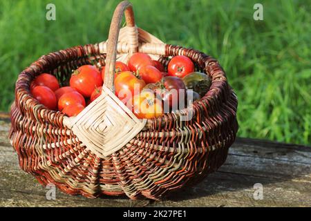 Les tomates Heirloom variété dans les paniers sur la table rustique. Tomate de couleur - rouge, jaune, orange. La cuisine légumes récolte la conception. Panier plein d'tometoes en fond vert Banque D'Images