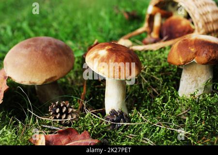 Boletus champignons poussant dans la forêt. Arrière-plan de l'automne Banque D'Images