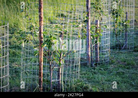 Metal mesh pour la protection de l'animal garde l'écorce des arbres endommagés Banque D'Images