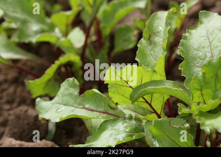 Les jeunes betteraves vert sur les plans d'un chemin dans le potager Banque D'Images