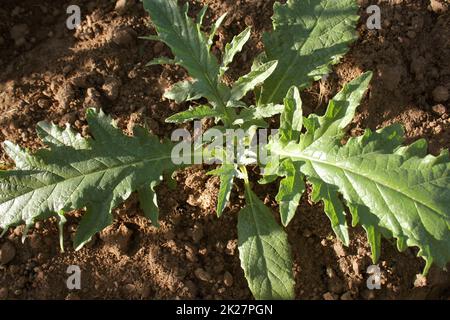 Les jeunes plants d'artichaut cultivé dans un champ Banque D'Images