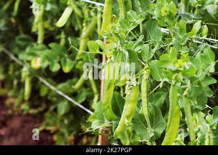 Les gousses de pois vert sur champ agricole. Arrière-plan de jardinage de plantes vertes Banque D'Images