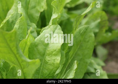 Plantes d'oseille dans le jardin de plus en double Banque D'Images