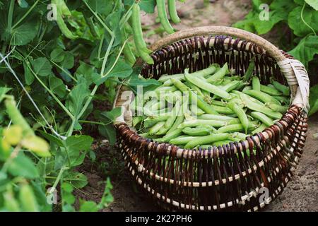 La récolte des pois vert frais et légumes en panier . Les gousses de pois vert sur champ agricole. Arrière-plan de jardinage de plantes vertes Banque D'Images