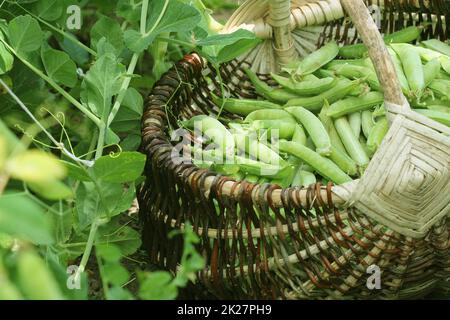 La récolte des pois vert frais et légumes en panier . Les gousses de pois vert sur champ agricole. Arrière-plan de jardinage de plantes vertes Banque D'Images