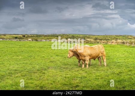 Deux vaches heureuses s'embrassant sur les falaises de Moher, en Irlande Banque D'Images