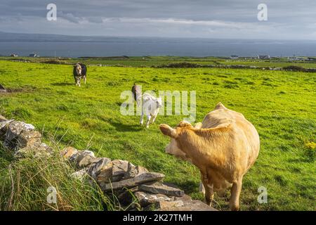 Heifer regardant ses deux jeunes veaux courir heureux autour, falaises de Moher, Irlande Banque D'Images