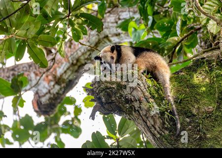 tamandua du Nord, Tortuguero Cero, Costa Rica faune Banque D'Images