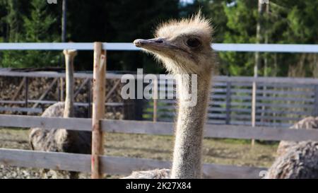 portrait de la tête et du cou des oiseaux autruches dans un parc. Gros plan sur un joli autruche sur un fond flou. Banque D'Images