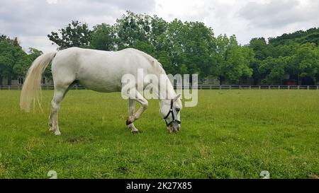 Belle alimentation de cheval blanc dans un pâturage vert. Mignon cheval mangeant de l'herbe dans la prairie lors d'une journée ensoleillée d'été. Animaux de compagnie. copier l'espace Banque D'Images