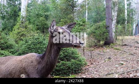 le cerf marche dans la forêt au début de l'été dans les Carpates. Banque D'Images