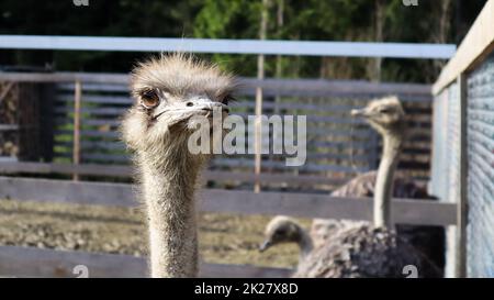 portrait de la tête et du cou des oiseaux autruches dans un parc. Gros plan sur un joli autruche sur un fond flou. Banque D'Images