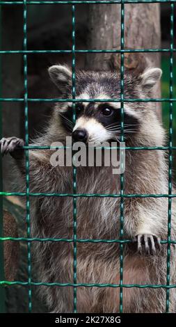 Un raton laveur dans une cage dans un zoo est en train de balayer le gril. Portrait d'un raton laveur regardant l'appareil photo sans toucher les yeux. genre de mammifères prédateurs de la famille des ratons laveurs. Habitants de l'Amérique. Banque D'Images