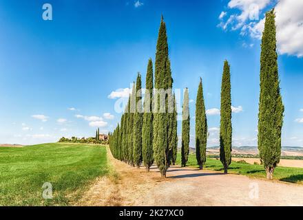 Groupe emblématique de cyprès à San Quirico d'Orcia, Toscane, Italie Banque D'Images