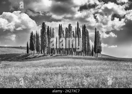 Groupe emblématique de cyprès à San Quirico d'Orcia, Toscane, Italie Banque D'Images