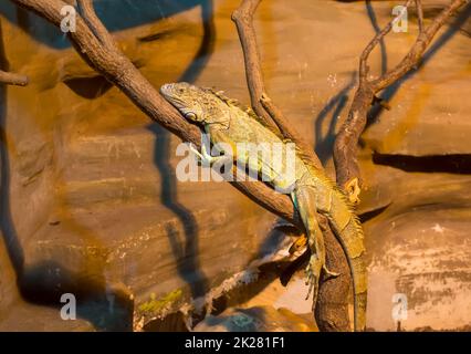 Green iguana (Iguana iguana) lying on the branch, resembling fabulous dragon. Stock Photo