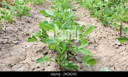 Les arachides biologiques en croissance, les buissons d'arachides en plein air poussent dans le jardin potager. Arbre d'arachide dans les plantations agricoles Banque D'Images