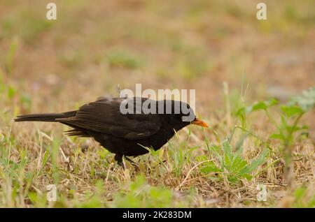 Mâle commun blackbird Turdus merula cabrerae à la recherche de nourriture. Banque D'Images