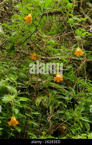 Île des Canaries bellflower Canarina canariensis. Banque D'Images