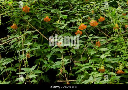 Île des Canaries bellflower Canarina canariensis. Banque D'Images