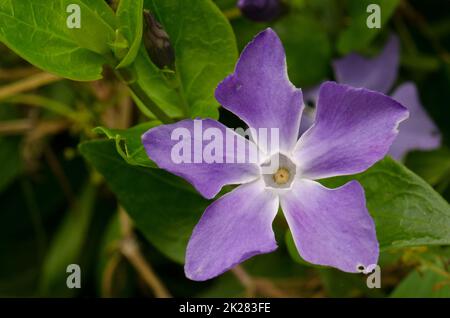 Fleur de bigleaf periwinkle Vinca Major. Banque D'Images