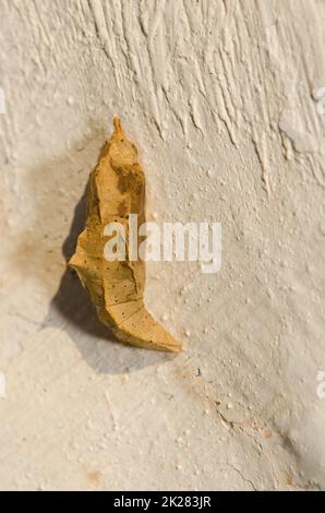 Pupa de petit blanc sur un mur. Banque D'Images