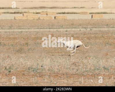 course de lévriers chien rapide animaux domestiques champ chasse au lièvre Banque D'Images