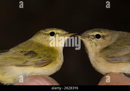 Saule warbler et chiffballe des îles Canaries. Banque D'Images