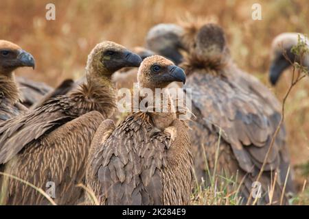 Les vautours de Rüppell, Gyps rueppelli, dans le parc national du Meru au Kenya. Banque D'Images