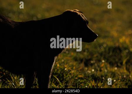 Chien noir dans Silhouette dans le champ Banque D'Images