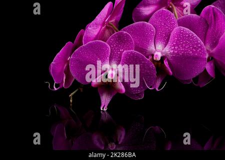 Orchidée fleur rose avec des gouttes d'eau Banque D'Images