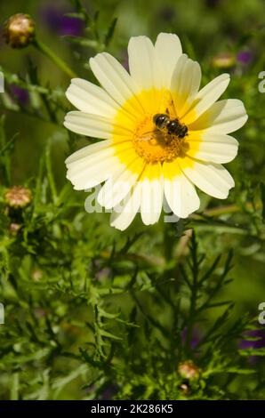 Abeille sur une fleur de chrysanthème de garland. Banque D'Images