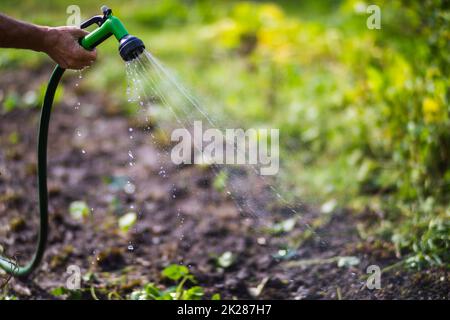 Main de fermier avec tuyau de jardin et pistolet arrosoir les plantes végétales en été. Concept de jardinage. Plantes agricoles poussant dans la rangée de lits Banque D'Images