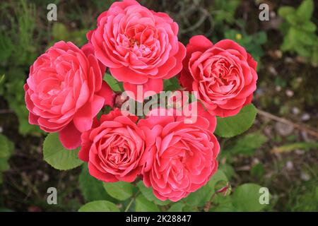 Roses rouges dans le jardin Banque D'Images