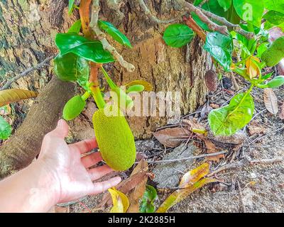 Tenir un petit jackfruit sur un arbre de Jack sur Koh Samui Thaïlande. Banque D'Images