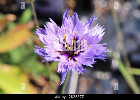 Gros plan d'une plante de dart de cupona fleur pourpre Banque D'Images