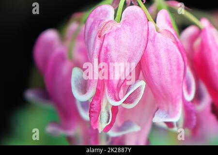 Fleurs roses et blanches délicates sur une plante de coeur saignée Banque D'Images