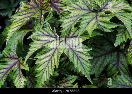 Gros plan des feuilles vertes et violettes sur une plante à moût Banque D'Images